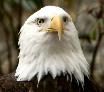 Bald Eagle at The National Zoo 360x320