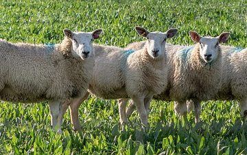 Sheep 3897494 640 360x227