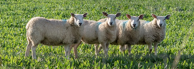 Sheep 3897494 640