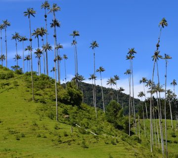 Quindio gcafcaf317 1920 360x320